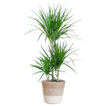 Dracaena Marginata met Lissabon mand wit - 95cm - Ø21