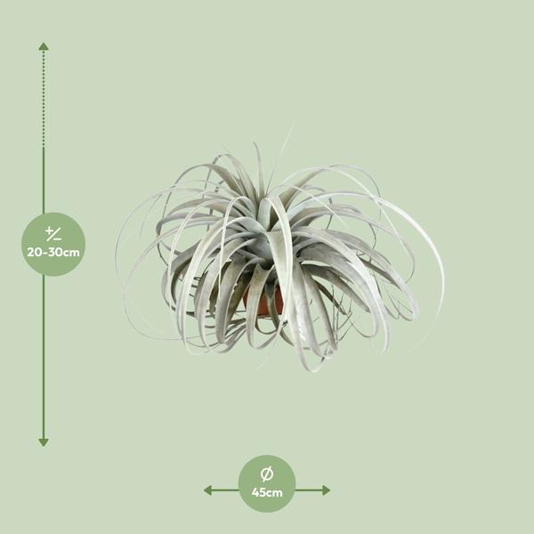 Tillandsia Xerographica - Ø45cm - ↕30cm