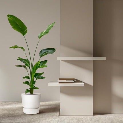 Strelitzia Nicolai - 180 cm - ⌀24