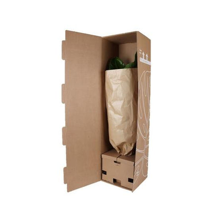 Alocasia Regal Shield Ø24cm - ↕110cm