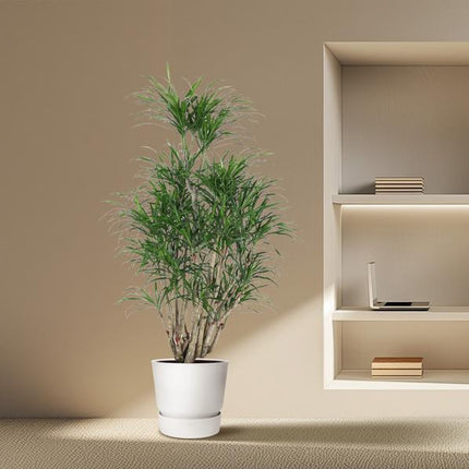 Dracaena Anita vertakt - 160 cm - ø31