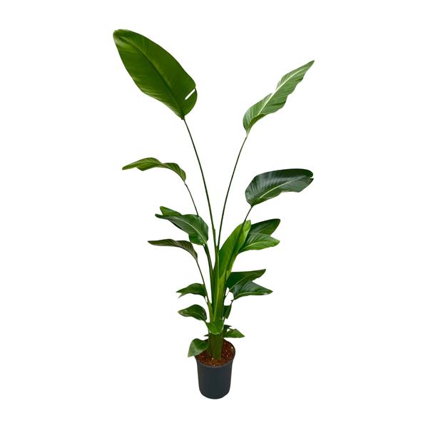 Strelitzia Nicolai - 180 cm - ⌀24