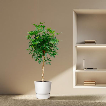 Schefflera op stam - 170cm - ø35