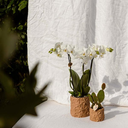 Kolibri Home | Star Fish sierpot - Sand - Ø9cm