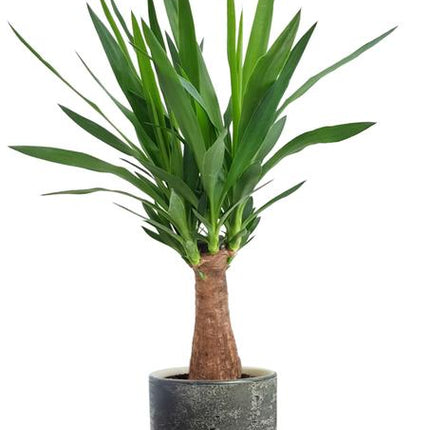 Yucca "Maya Tree" - Ø19cm - ↕80cm + Lars Pot D20x18cm - Grijs