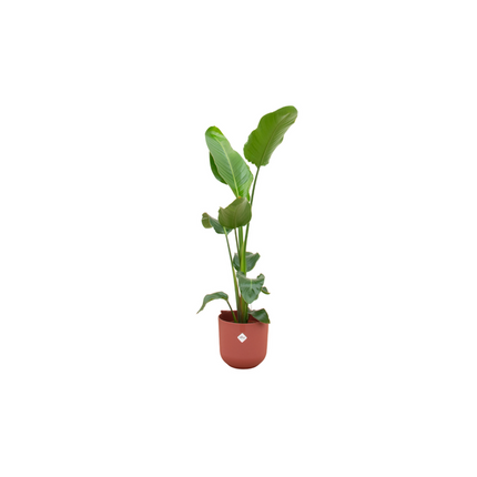Combi deal - Strelitzia Nicolai inclusief elho Jazz Round rood Ø23 - 120 cm