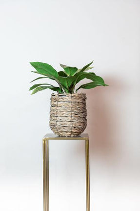 Kunstplant - Croton Codiaeum - Wonderstruik - 38 cm