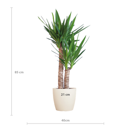 Yucca Elephantipes met Viber wit - 90cm - Ø21