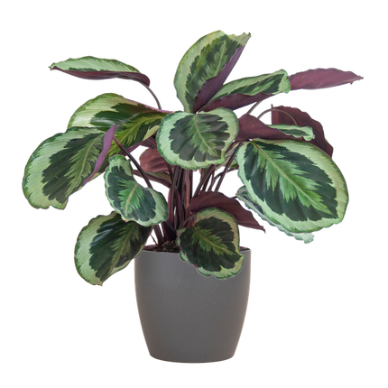 Calathea Medaillon met Viber grijs - 65cm - Ø19