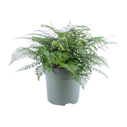 Asplenium Parvati - Ø27cm - ↕50cm