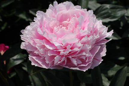 Paeonia ‘Sarah Bernhardt’  - 4x