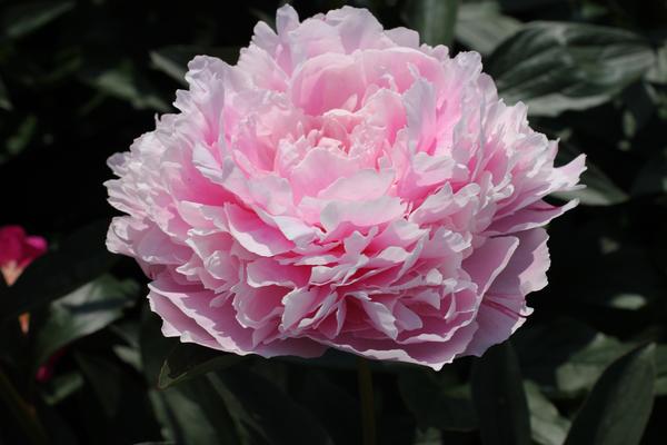 Paeonia ‘Sarah Bernhardt’  - 4x
