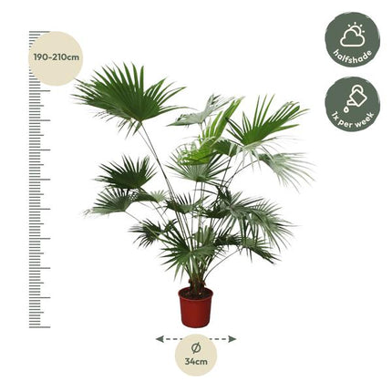 Livistona Chinensis - 200 cm - ø34