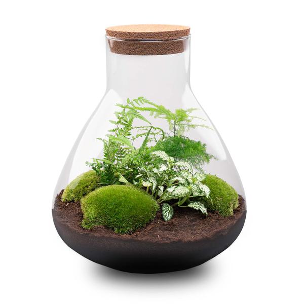 DIY terrarium - Sam XL - ↕ 35 cm - Rake + Shovel
