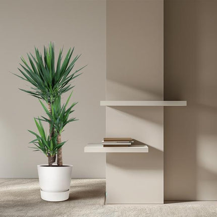 Yucca Elephantipe - 140 cm - ø27