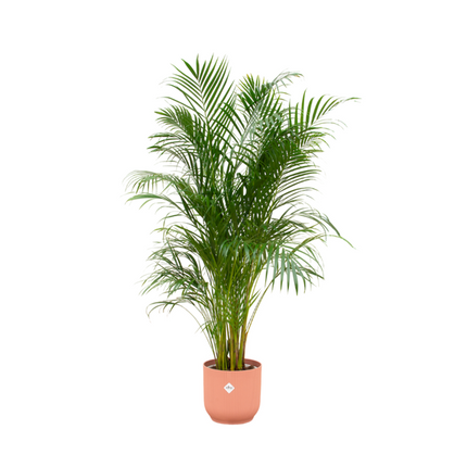 Combi deal - Areca palm inclusief elho Vibes Fold Round roze Ø30 - 180 cm