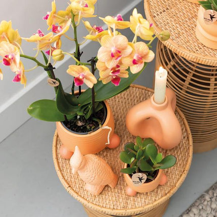 Kolibri Orchids | Oranje Phalaenopsis orchidee – Jamaica + Rolling sierpot peach – potmaat Ø9cm – 35cm hoog | bloeiende kamerplant in bloempot - vers van de kweker