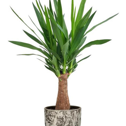 Yucca "Maya Tree" - Ø19cm - ↕80cm + Sem Pot D20x18cm - Bruin