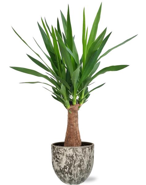 Yucca "Maya Tree" - Ø19cm - ↕80cm + Sem Pot D20x18cm - Bruin