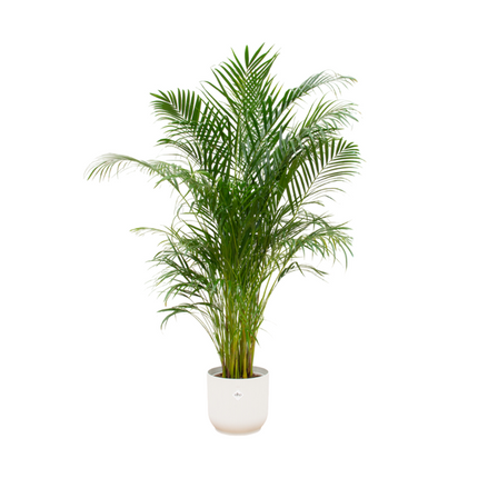Combi deal - Areca palm inclusief elho Vibes Fold Round wit Ø30 - 180 cm