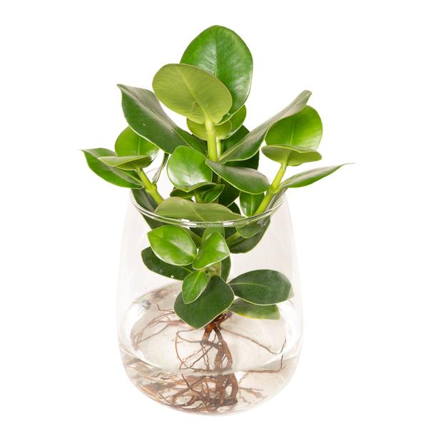 Clusia in Kingston glas - Ø12cm - ↕30cm