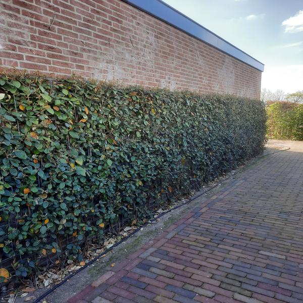 Elaeagnus ebbingei - Kant-en-Klaar Haag - 120 x 180 cm - 1 pcs