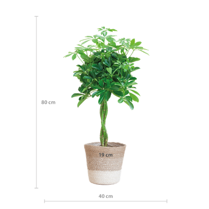 Schefflera Arab Nora met Mand Lissabon wit  - 70cm - Ø21