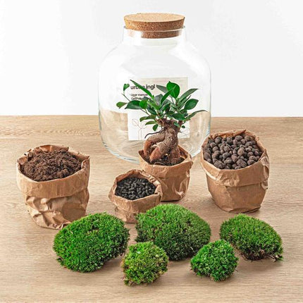 DIY terrarium - Billie Bonsai - ↕ 29 cm - Rake + Shovel + Tweezer + Scissors