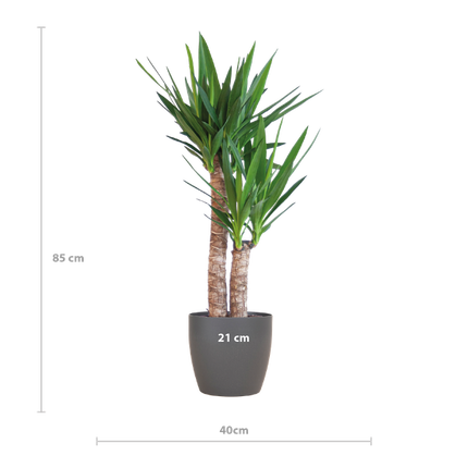 Yucca Elephantipes met Viber zwart - 90cm - Ø21