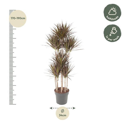 Dracaena Magenta Carrousel - 180 cm - ø34