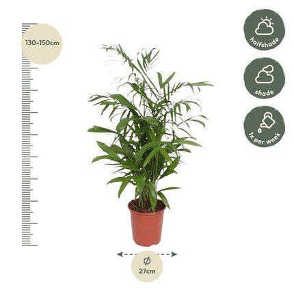 Chamaedorea Seifrizii - 140 cm - ø27