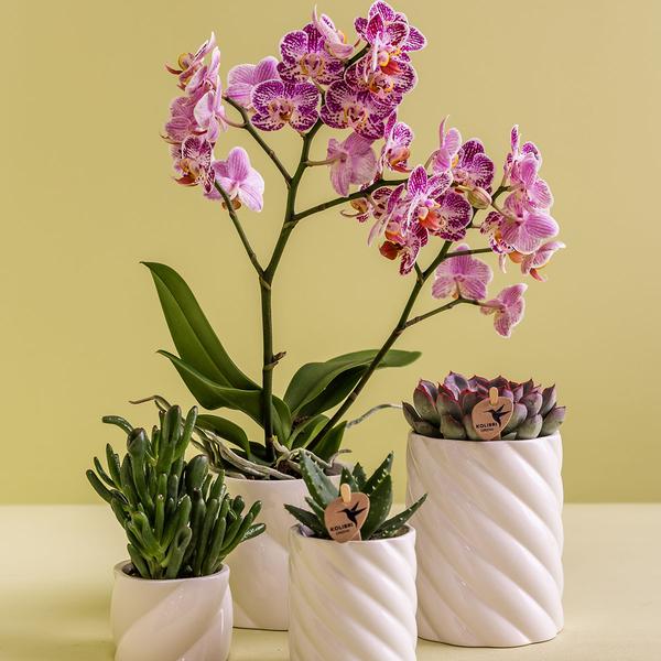 Kolibri Home | Candy sierpot | Hoog - White - Ø9cm