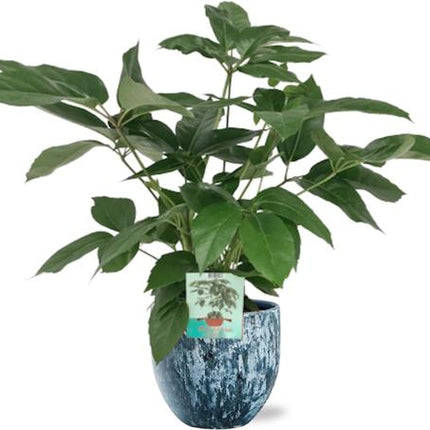 Schefflera Actinophylla Emerald Green - Ø19cm - ↕75cm + Sem Pot D20x18cm - Blauw