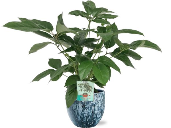 Schefflera Actinophylla Emerald Green - Ø19cm - ↕75cm + Sem Pot D20x18cm - Blauw
