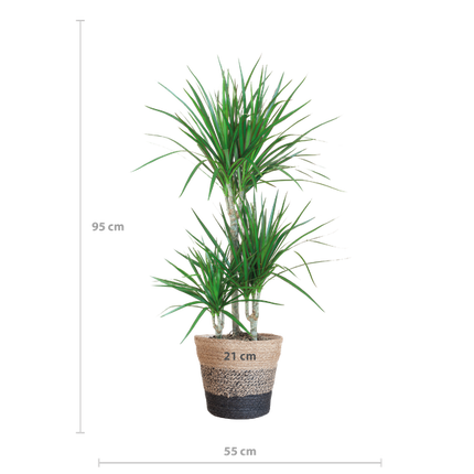 Dracaena Marginata met Lissabon mand zwart - 95cm - Ø21
